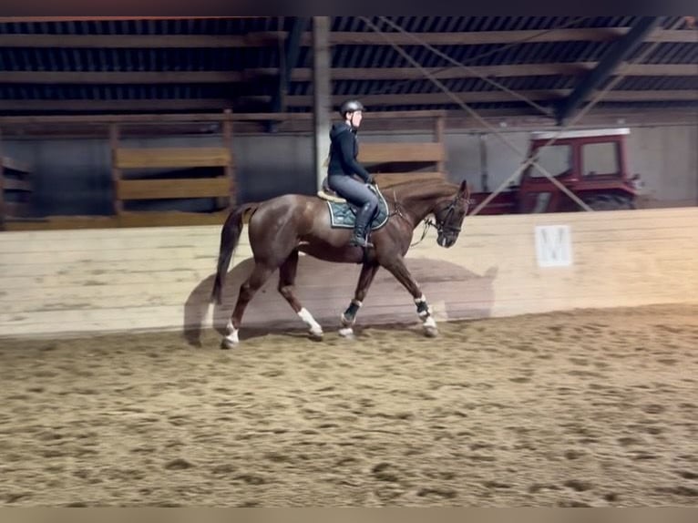 Don - Paard Ruin 10 Jaar 165 cm Vos in Pelmberg