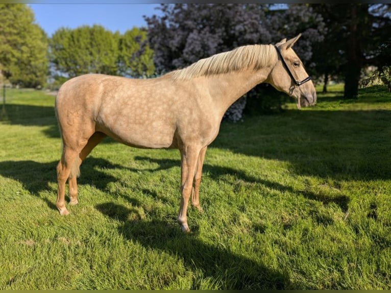 Don - Paard Ruin 4 Jaar  in Pays-bas