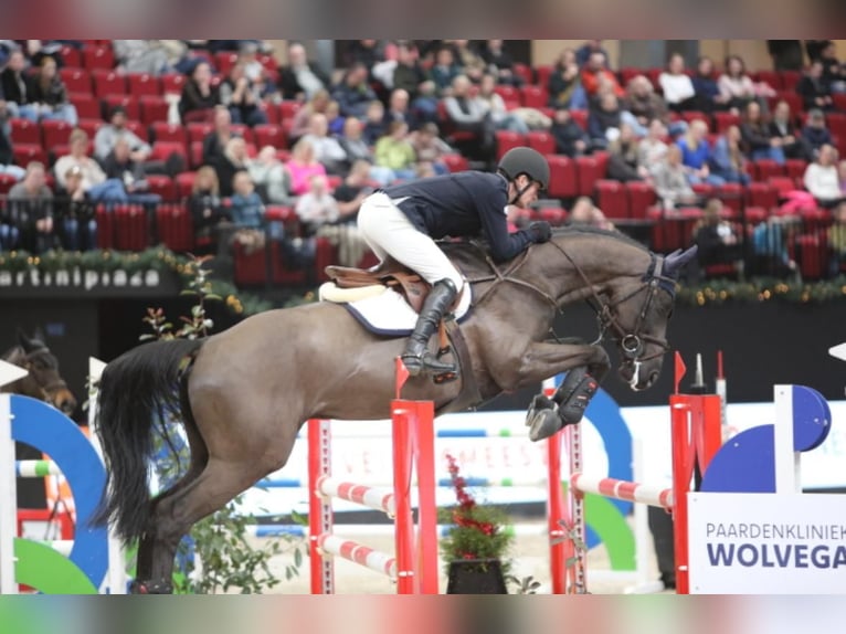 DON TARPANIA Z Zangersheide Hengst Zwartbruin in De Steeg