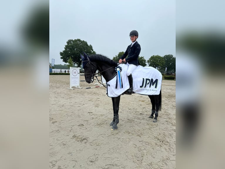 DON TARPANIA Z Zangersheider Stallion Smoky-Black in De Steeg