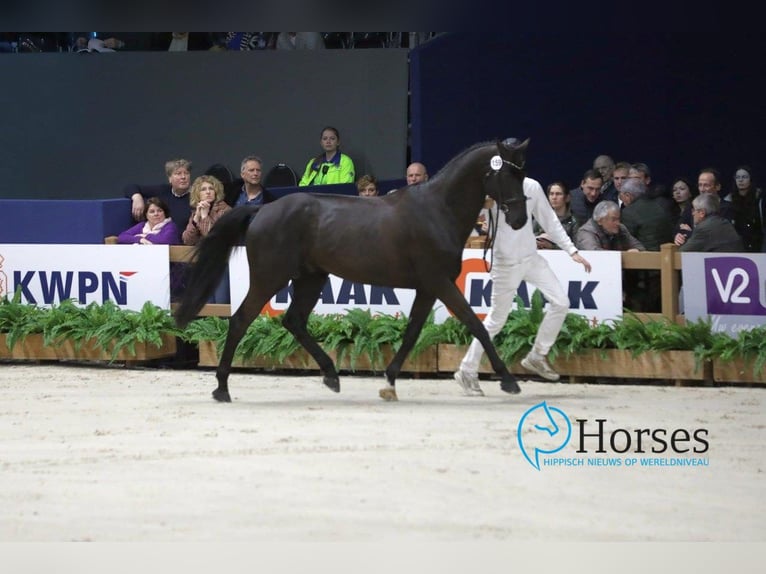 DON TARPANIA Z Zangersheider Stallion Smoky-Black in De Steeg