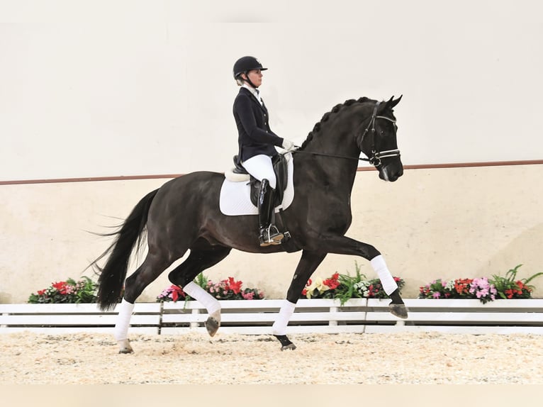 DONIER Hanoverian Stallion Black in Steinfeld (Oldenburg)