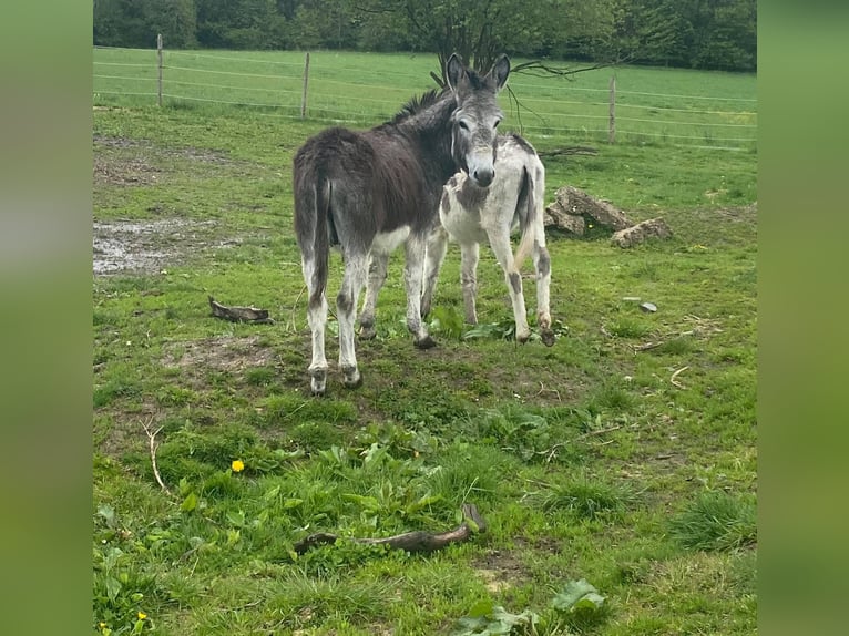 Donkey Gelding 10 years 10,1 hh Brown in Linkenbach