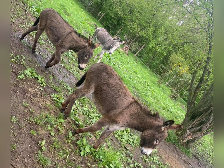 Donkey Gelding 10 years 10,1 hh Brown in Linkenbach