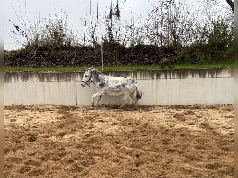 Donkey Gelding 10 years 11,1 hh in Martinsheim