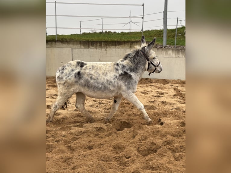 Donkey Gelding 10 years 11,1 hh in Martinsheim