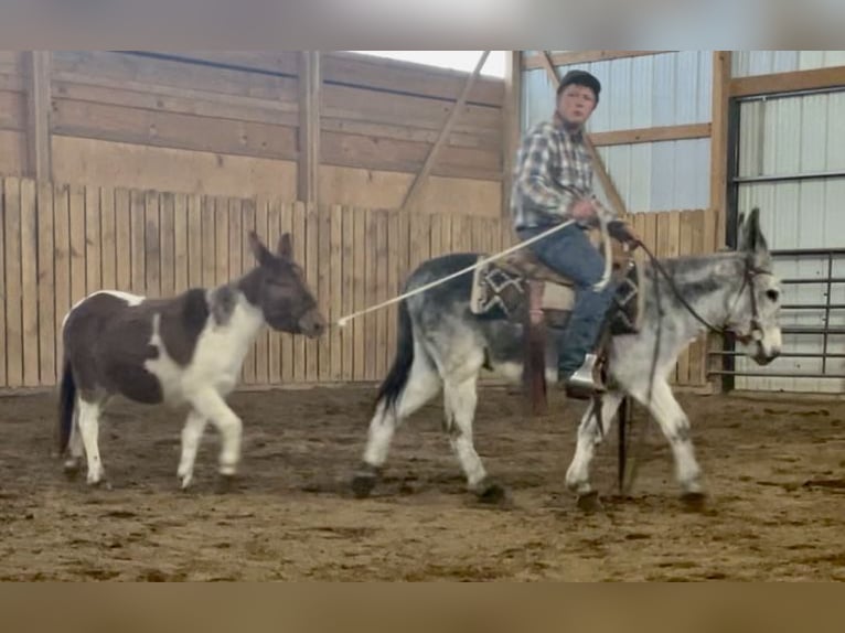 Donkey Gelding 10 years 12,2 hh Gray in Cannon Falls