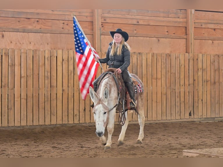 Donkey Gelding 10 years 14.1 hh Roan-Red in Hastings