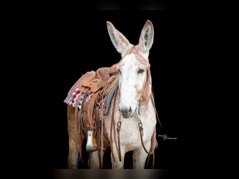 Donkey Gelding 10 years 14.1 hh Roan-Red in Hastings