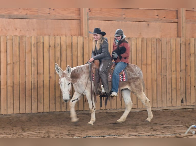 Donkey Gelding 10 years 14.1 hh Roan-Red in Hastings