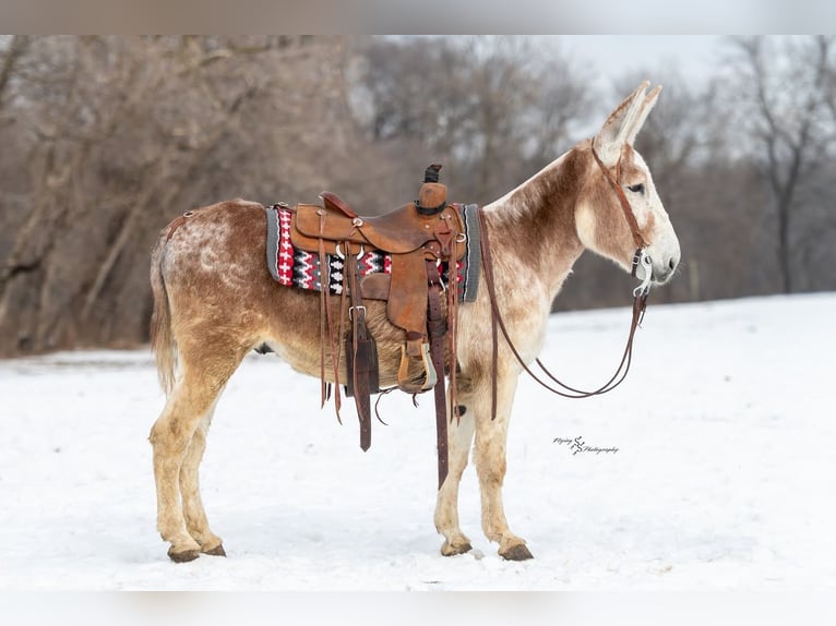 Donkey Gelding 10 years 14.1 hh Roan-Red in Hastings