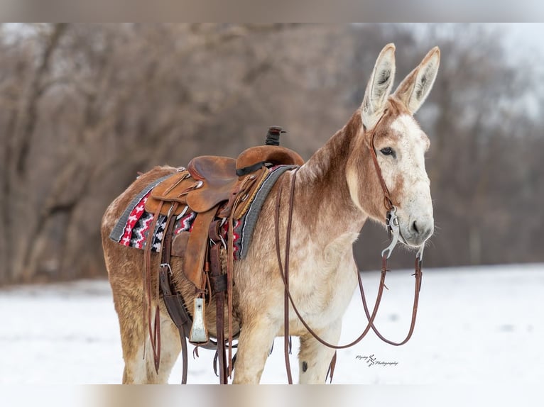 Donkey Gelding 10 years 14.1 hh Roan-Red in Hastings