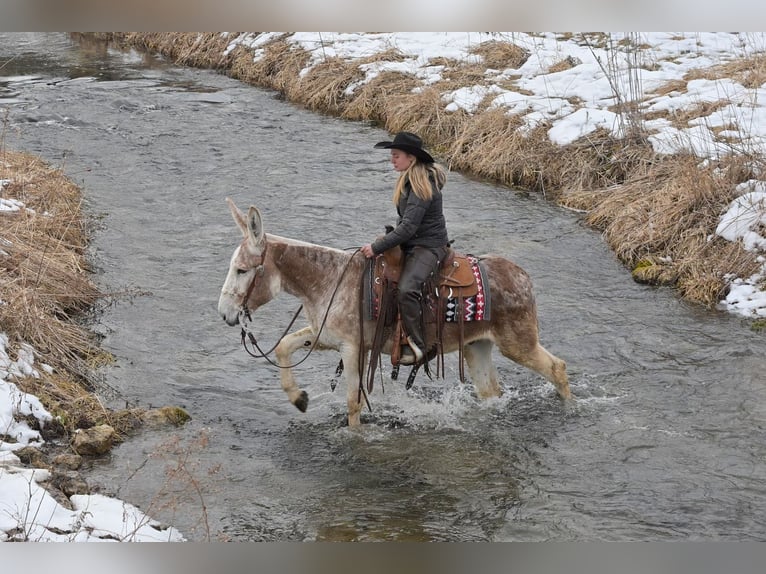 Donkey Gelding 10 years 14.1 hh Roan-Red in Hastings