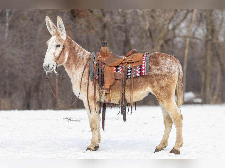 Donkey Gelding 10 years 14,1 hh Roan-Red in Hastings
