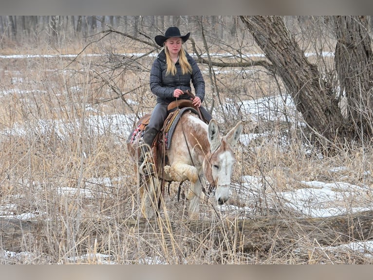 Donkey Gelding 10 years 14,1 hh Roan-Red in Hastings