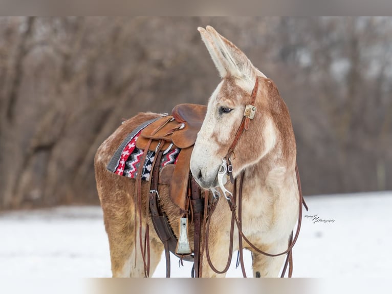 Donkey Gelding 10 years 14,1 hh Roan-Red in Hastings