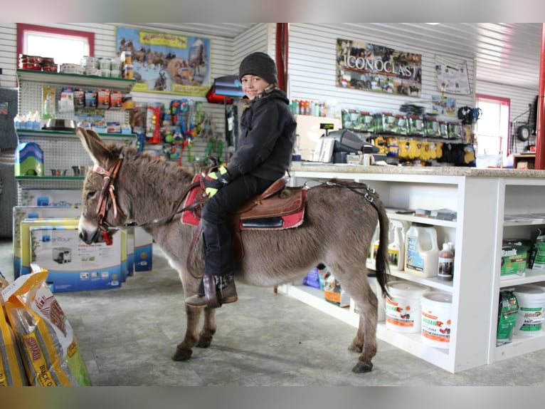 Donkey Gelding 10 years 8,1 hh Gray in Rebersburg, PA