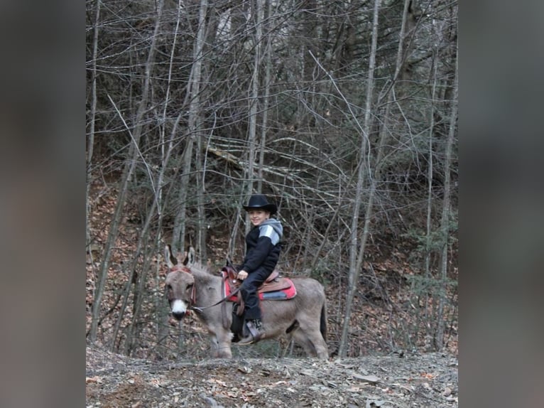 Donkey Gelding 10 years 8,1 hh Gray in Rebersburg, PA