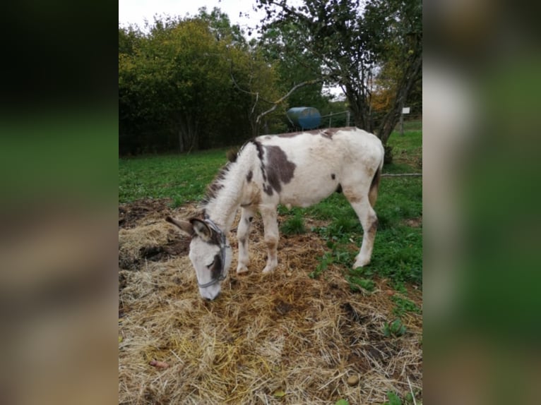 Donkey Gelding 11 years 10,1 hh Brown in Linkenbach