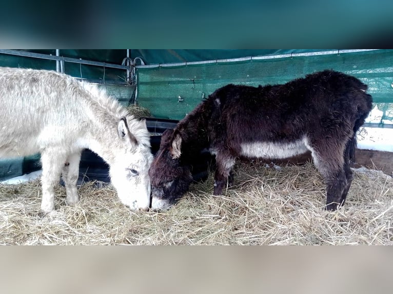 Donkey Gelding 11 years 10,1 hh Brown in Linkenbach