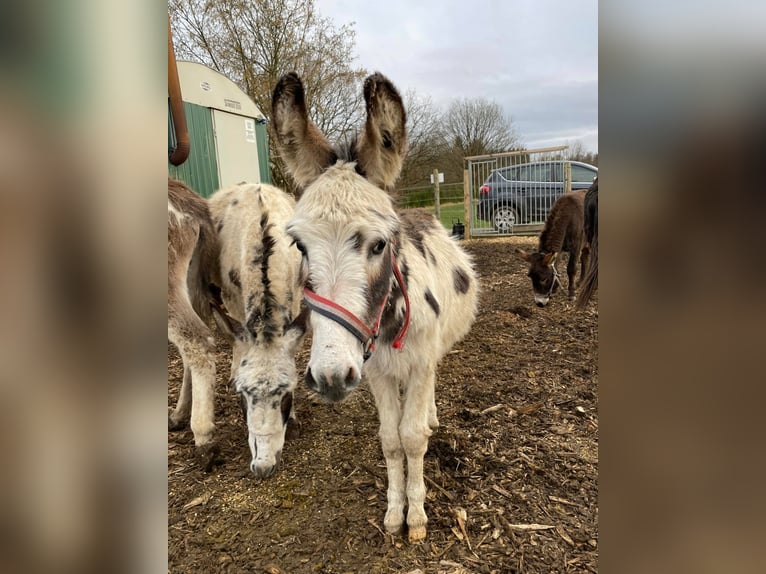 Donkey Gelding 11 years 10,1 hh Brown in Linkenbach