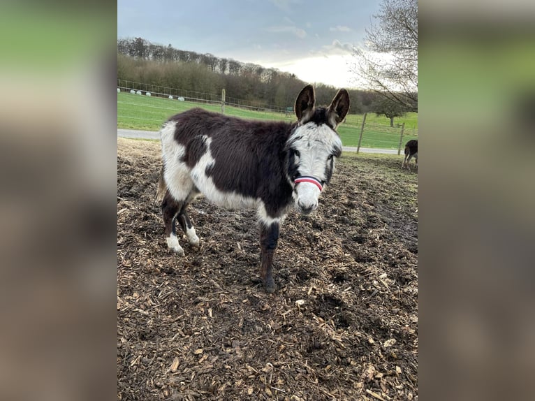 Donkey Gelding 11 years 10,1 hh Brown in Linkenbach