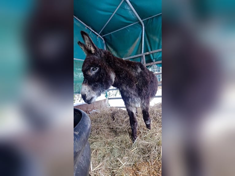 Donkey Gelding 11 years 10,1 hh Brown in Linkenbach