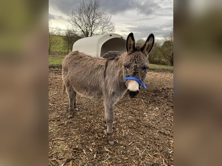 Donkey Gelding 11 years 10,1 hh Brown in Linkenbach