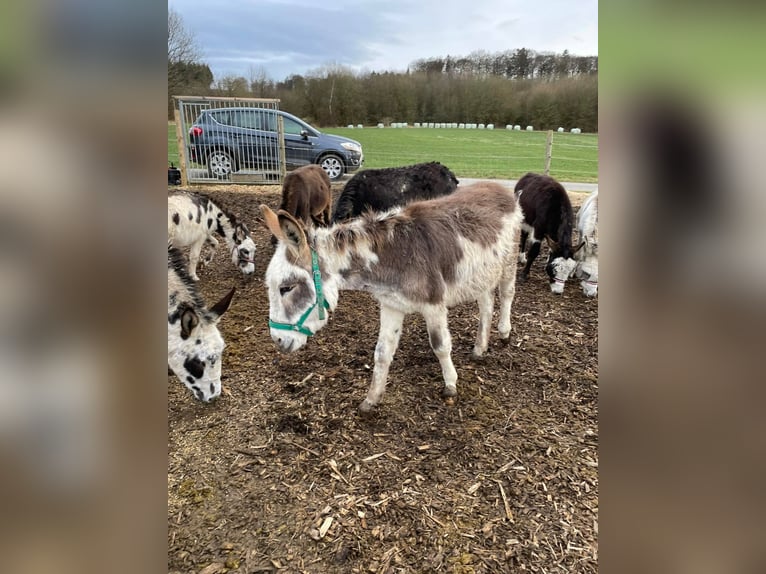 Donkey Gelding 11 years 10,1 hh Brown in Linkenbach