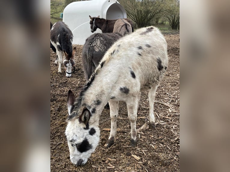 Donkey Gelding 11 years 10,1 hh Brown in Linkenbach