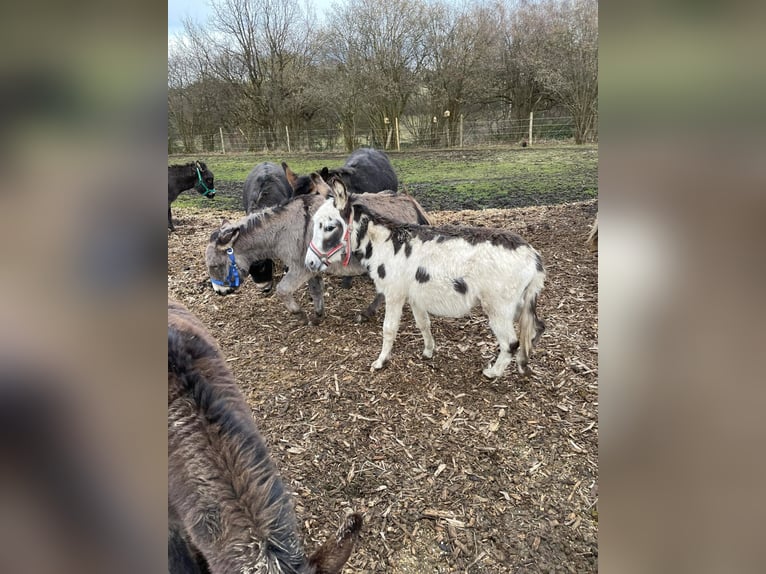 Donkey Gelding 11 years 10,1 hh Brown in Linkenbach