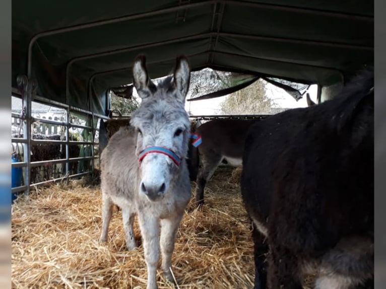 Donkey Gelding 11 years 10,1 hh Brown in Linkenbach