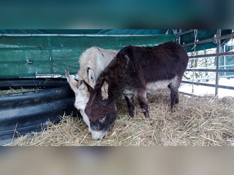 Donkey Gelding 11 years 10,1 hh Brown in Linkenbach