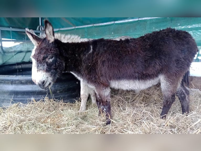 Donkey Gelding 11 years 10,1 hh Brown in Linkenbach