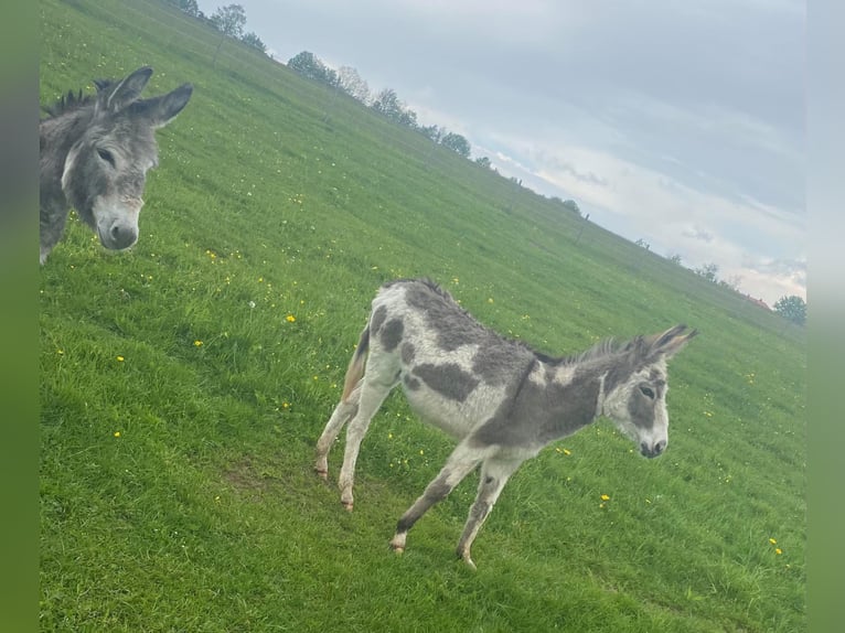 Donkey Gelding 11 years 10,1 hh Brown in Linkenbach