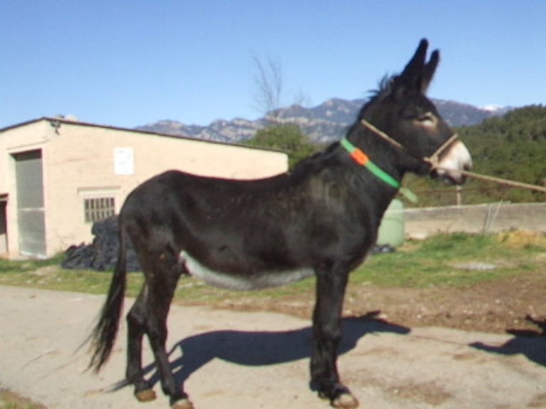 Donkey Gelding 13 years 14,1 hh Black in BERGA, BARCELONA