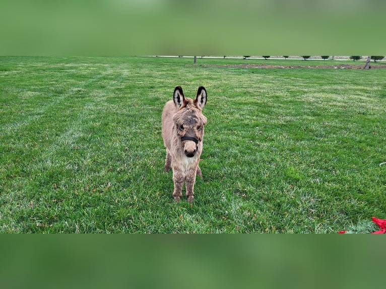 Donkey Gelding 1 year 6,2 hh Gray in Sullivan, IL