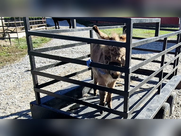 Donkey Gelding 1 year 6,2 hh Gray in Sullivan, IL