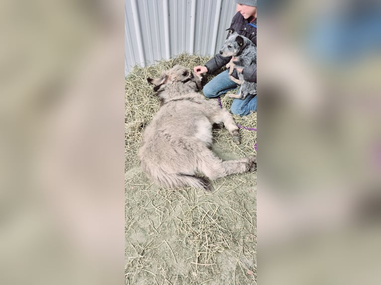 Donkey Gelding 1 year 6,2 hh Gray in Sullivan, IL