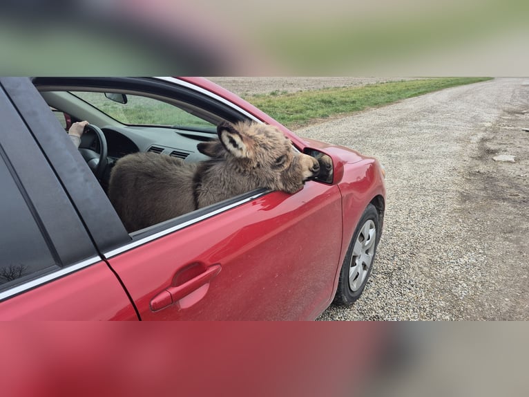 Donkey Gelding 1 year 6,2 hh Gray in Sullivan, IL