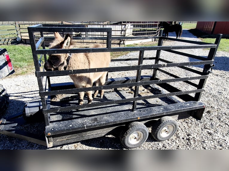 Donkey Gelding 1 year 6,2 hh Gray in Sullivan, IL