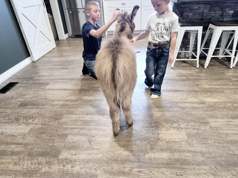 Donkey Gelding 1 year 6,2 hh Gray in Sullivan, IL