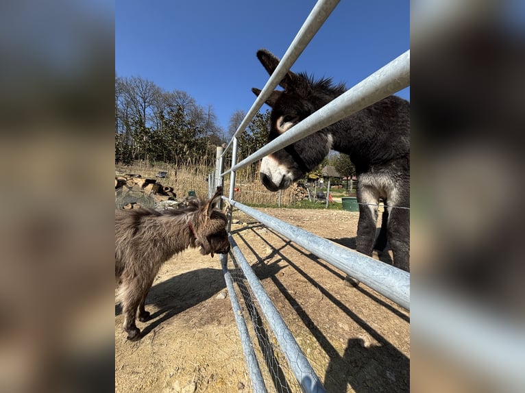 Donkey Gelding 1 year 6 hh Brown Falb mold in Bonnebosq