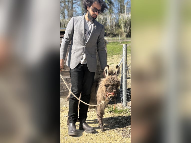 Donkey Gelding 1 year 6 hh Brown Falb mold in Bonnebosq