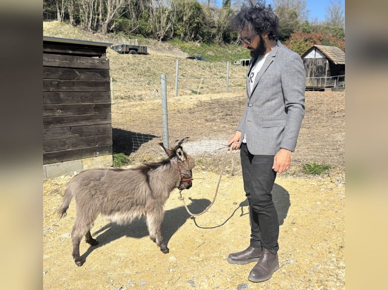 Donkey Gelding 1 year 6 hh Brown Falb mold in Bonnebosq