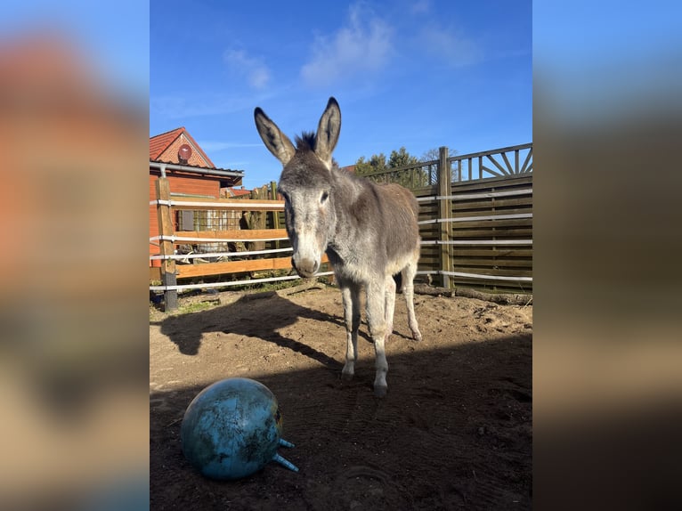 Donkey Gelding 3 years 12,2 hh Brown Falb mold in Weste