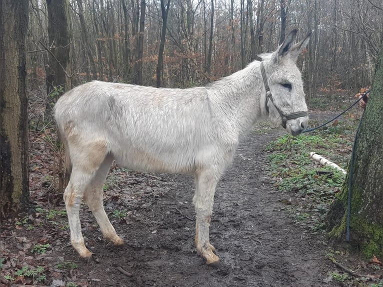 Donkey Gelding 3 years 13,1 hh Gray in Euskirchen