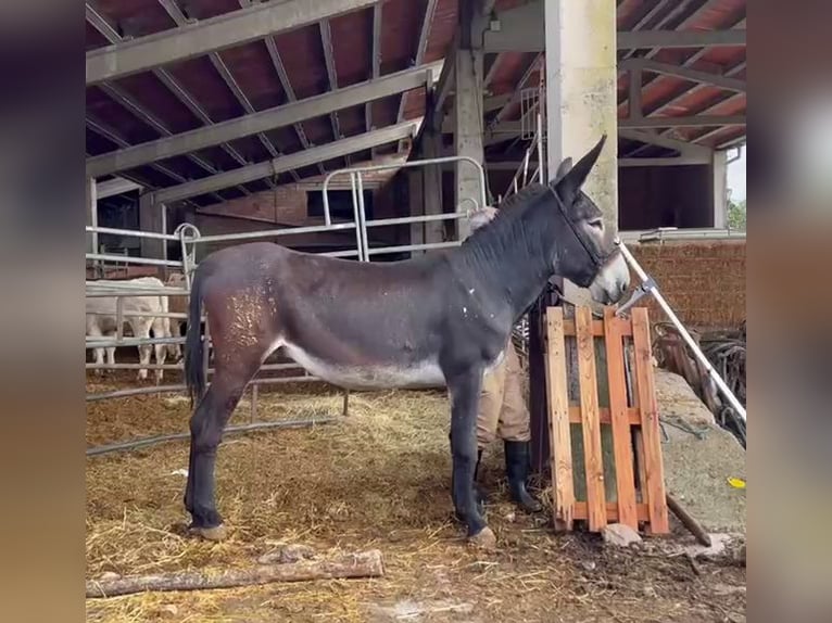 Donkey Gelding 3 years 14.2 hh Black in Berga,Barcelona