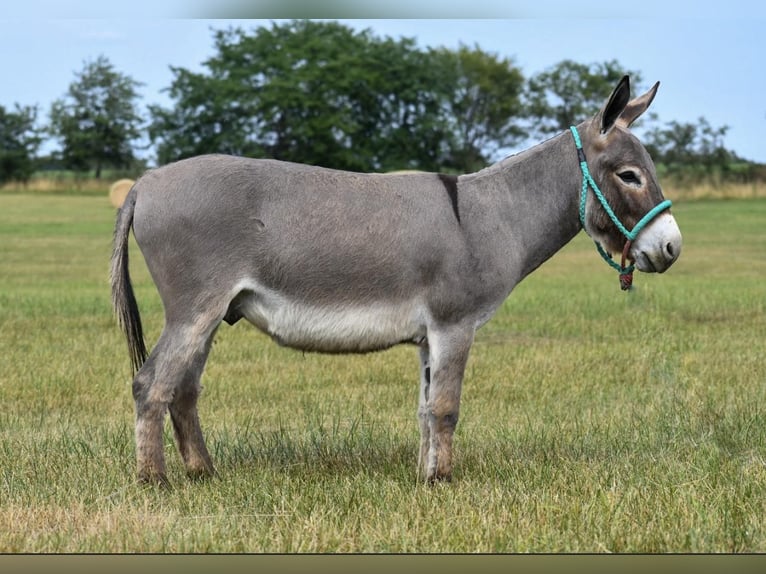Donkey Gelding 4 years 9 hh Gray in Halfway, MO