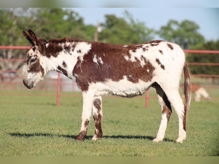Donkey Gelding 5 years 11.1 hh Pinto in Grand Saline